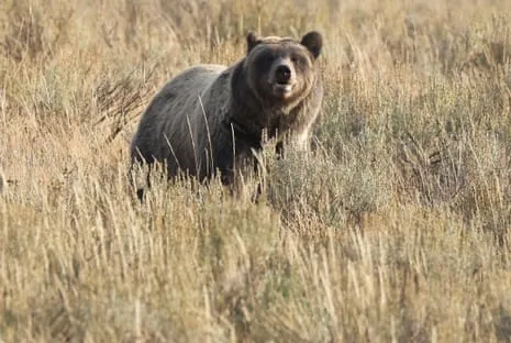 Trail Walker Attacked by Wild Animal in Yellowstone Flown to Medical Facility